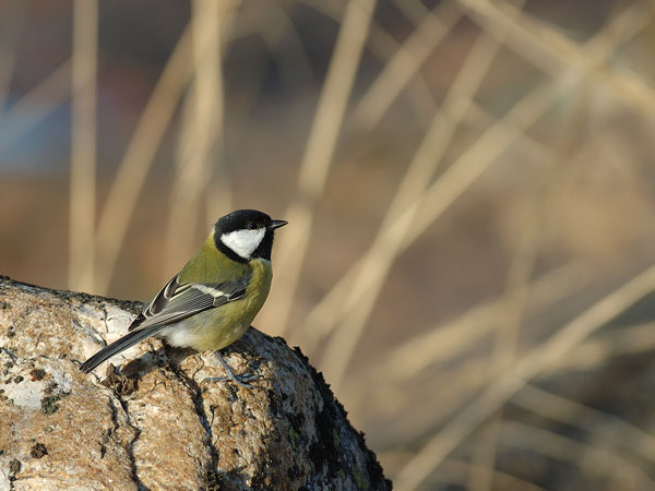 Talitiainen, Great Tit, Parus major